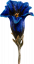 Enzian