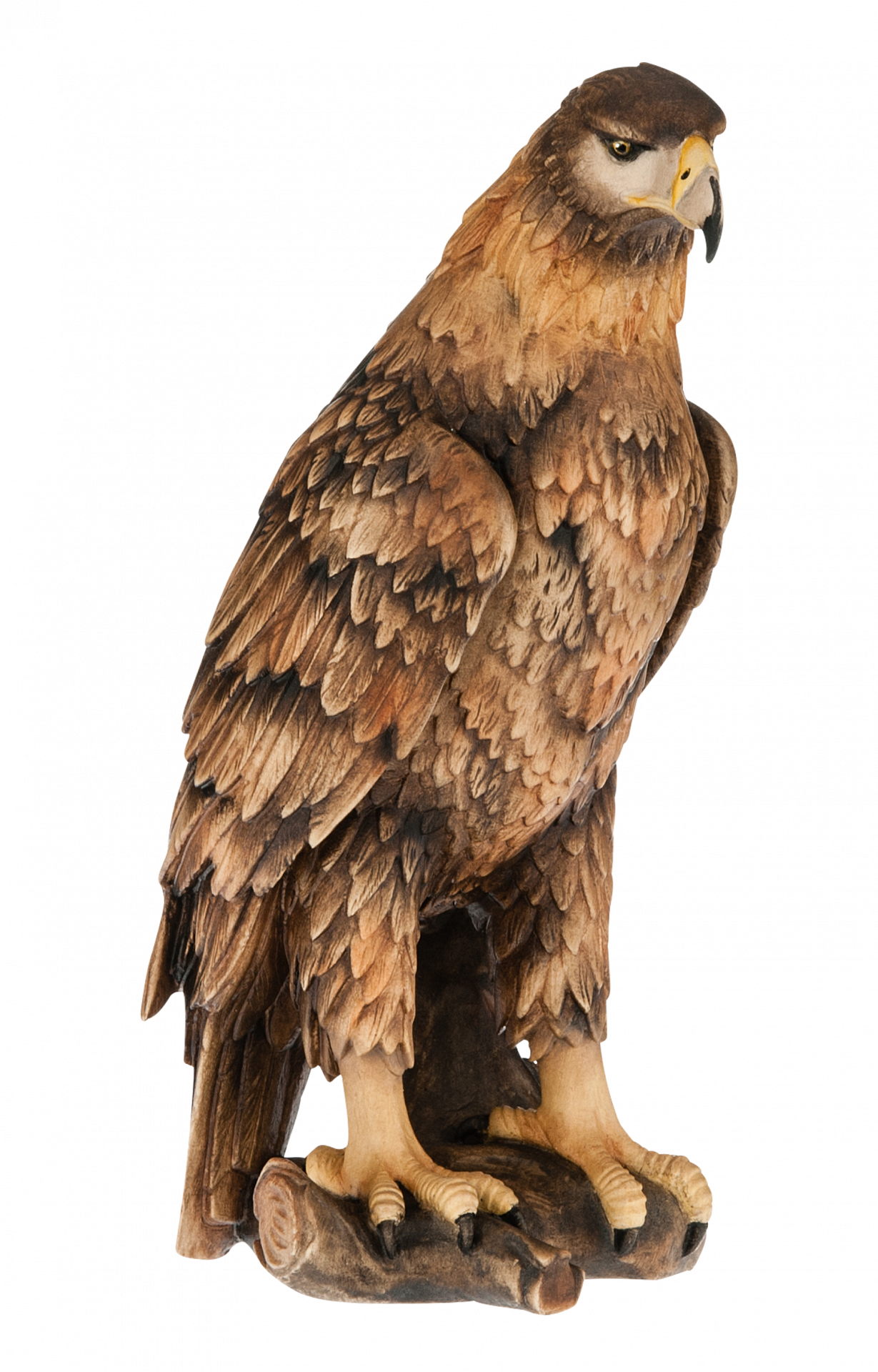 aquila