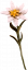 Edelweiß