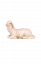 MA Sheep lying looking left