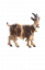 HE Goat with bell looking right