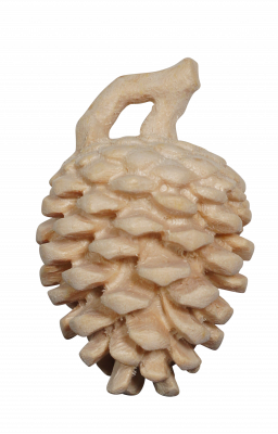 Dwarf pine cones