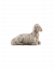 Insam E. Krippe Schaf liegend